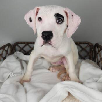 Boxer Dogs Available for Adoption - Raff | PetCurious