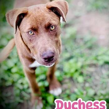 Labrador Retriever and Australian Cattle Dog Blue Heeler Dogs Available for Adoption in Austin, Texas - Duchess | PetCurious