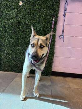 Shepherd and Mixed Breed Dogs Available for Adoption in El Paso, Texas - 61072958 | PetCurious
