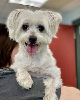 Mixed Breed Dogs Available for Adoption in Munster, Indiana - Tulip | PetCurious