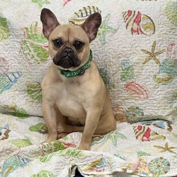Good -  French Bulldog Dog for Adoption in Sunderland, Maryland - Good | PetCurious
