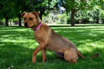 Gael -  Retriever and German Shepherd Dog Dog for Adoption in Yakima, Washington - Gael | PetCurious