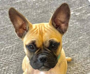 Marigold -  French Bulldog and Pug Dog for Adoption in San Ramon, California - Marigold | PetCurious
