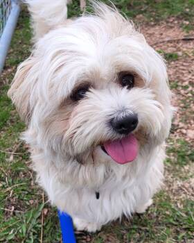 Lhasa Apso Dogs Available for Adoption in Grayslake, Illinois - Kazooie | PetCurious