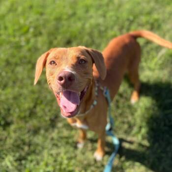 Anna -  Vizsla and Mixed Breed Dog for Adoption - Anna | PetCurious