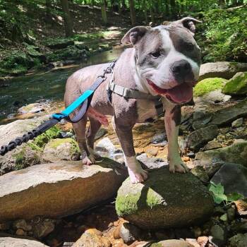 Zeus -  Pit Bull Terrier Dog for Adoption in Baltimore, Maryland - Zeus | PetCurious