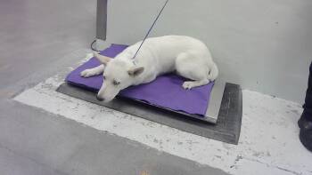 Rescue Siberian Husky and Mixed Breed Dogs for Adoption in Houston, Texas - BOLT | PetCurious