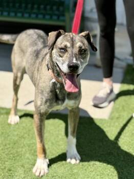 Junie -  Husky Dog for Adoption in Downers Grove, Illinois - Junie | PetCurious