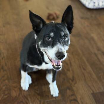 Chloe -  Cattle Dog Dog for Adoption in Denver, Colorado - Chloe | PetCurious
