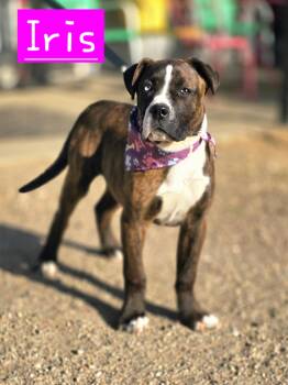 Mastiff Dogs Available for Adoption in Walthill, Nebraska - Iris  | PetCurious