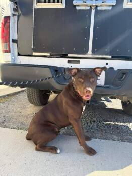 Bull Terrier and Labrador Retriever Dogs Available for Adoption - Brownie | PetCurious