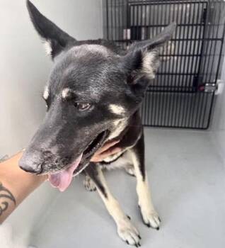 A658599 -  German Shepherd Dog and Mixed Breed Dog for Adoption in Houston, Texas - A658599 | PetCurious