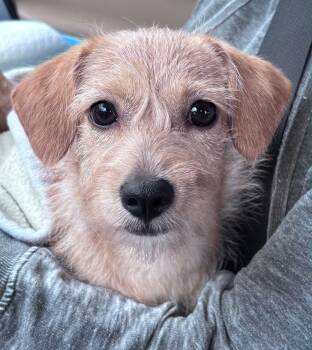 Puppy Peaches -  Golden Retriever and Terrier Dog for Adoption in Houston, Texas - Puppy Peaches | PetCurious