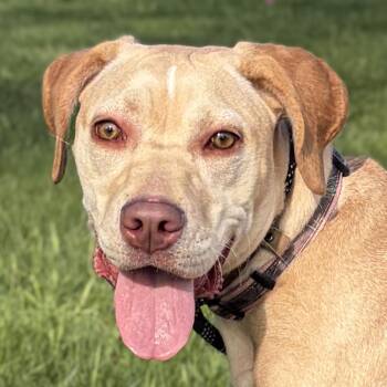 Labrador Retriever Dogs Available for Adoption in Jefferson, Wisconsin - Ruby | PetCurious