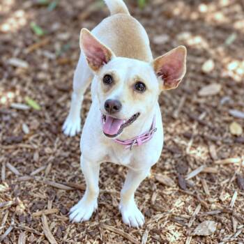 Marigold -  Chihuahua Dog for Adoption in Boerne, Texas - Marigold | PetCurious