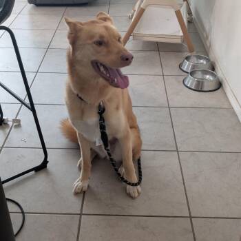 Rooster -  Husky and German Shepherd Dog Dog for Adoption in Yuma, Arizona - Rooster | PetCurious