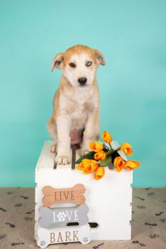 Husky Dogs Available for Adoption in Brighton, Colorado - 334-26 | PetCurious