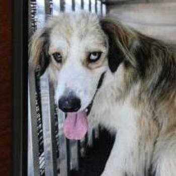 Bitsy Lou -  Australian Shepherd and Mixed Breed Dog for Adoption in Brock, Texas - Bitsy Lou | PetCurious