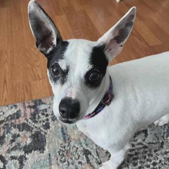 Rat Terrier Dogs Available for Adoption in Westland, Michigan - WILLARD | PetCurious