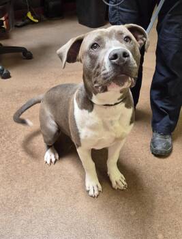 Pit Bull Terrier Dogs Available for Adoption in Sierra Vista, Arizona - Aksel | PetCurious