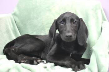 Nyx in NH. Come Meet our Adoptable Dogs Wednesday-Saturday. More -  Black Labrador Retriever Dog for Adoption in Manchester, New Hampshire - Nyx In NH. Come Meet Our Adoptable Dogs Wednesday-Saturday. More | PetCurious