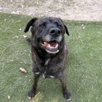 Hazel -  Dutch Shepherd and Labrador Retriever Dog for Adoption in Magnolia, Texas - Hazel | PetCurious