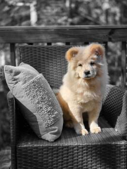 Rescue Chow Chow Dogs for Adoption in Kennesaw, Georgia - Baby Blue | PetCurious