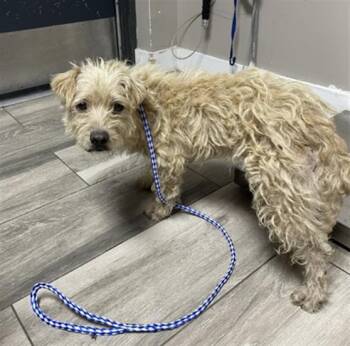 PLUTO - PENDING ADOPTION -  Terrier and Mixed Breed Dog for Adoption in Redlands, California - PLUTO - PENDING ADOPTION | PetCurious