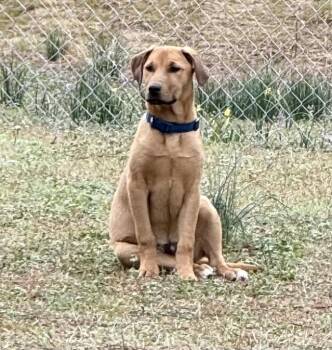 Yellow Labrador Retriever and Hound Dogs Available for Adoption - Fitz | PetCurious