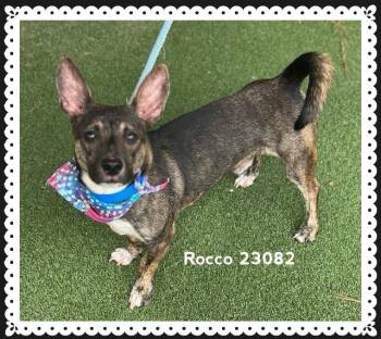 ROCCO -  Chihuahua Dog for Adoption in Marietta, Georgia - ROCCO | PetCurious
