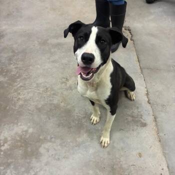 Selena -  Mixed Breed Dog for Adoption in Corbin, Kentucky - Selena | PetCurious