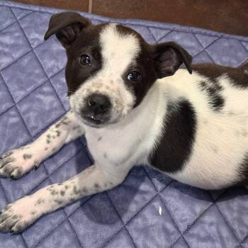 Mixed Breed Dogs Available for Adoption in Buffalo, Minnesota - Dookie | PetCurious