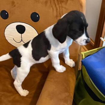 Sally -  Mixed Breed Dog for Adoption in Fredericksburg, Virginia - Sally | PetCurious