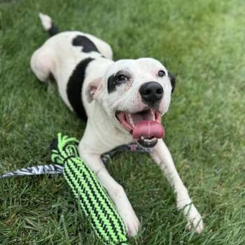 Rescue Pit Bull Terrier Dogs for Adoption in Springfield, Missouri - Tuxedo | PetCurious