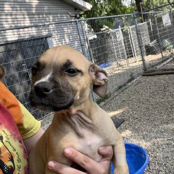 Elaine -  Pit Bull Terrier Dog for Adoption in Madison, Wisconsin - Elaine | PetCurious