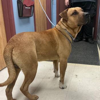 Pit Bull Terrier and Mixed Breed Dogs Available for Adoption in Saint Joseph, Missouri - Sluice | PetCurious