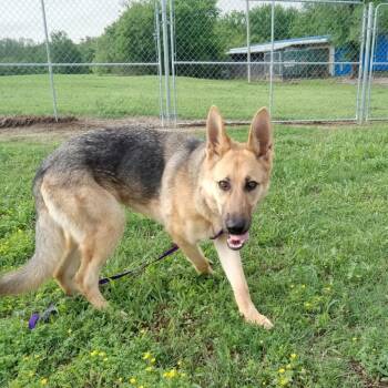Mixed Breed Dogs Available for Adoption in Pauls Valley, Oklahoma - Sycamore | PetCurious