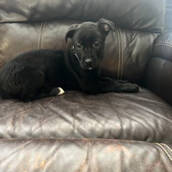 Labrador Retriever Dogs Available for Adoption - Boonie | PetCurious