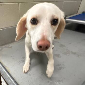 Lake -  Labrador Retriever and Mixed Breed Dog for Adoption in Batavia, Ohio - Lake | PetCurious