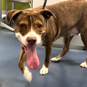 Lady Flora -  Mixed Breed Dog for Adoption in Greensboro, North Carolina - Lady Flora | PetCurious