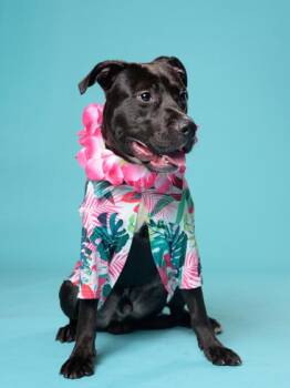 Bobble -  Mixed Breed Dog for Adoption in Atlanta, Georgia - Bobble | PetCurious