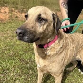 Rescue Curly Coated Retriever Dogs for Adoption in Bethel, Connecticut - Sasha | PetCurious
