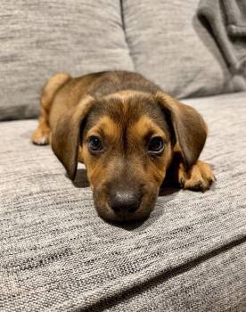 Eddie -  Hound and Labrador Retriever Dog for Adoption in Greenlawn, New York - Eddie | PetCurious