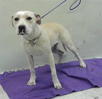 Labrador Retriever and Mixed Breed Dogs Available for Adoption - KALIYA | PetCurious