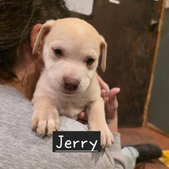 Mixed Breed Dogs Available for Adoption in Glenfield, New York - Jerry | PetCurious
