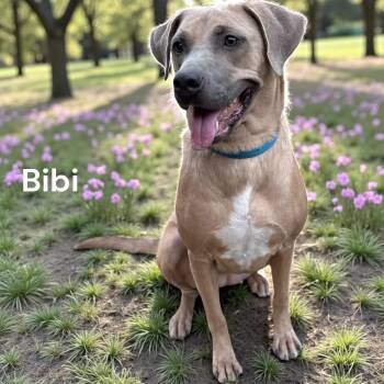 Rescue Labrador Retriever and German Shepherd Dog Dogs for Adoption in Lucas, Texas - Bibi | PetCurious