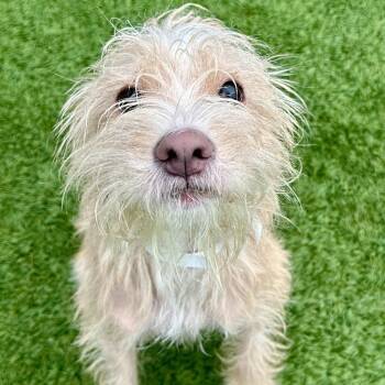Ghost -  Mixed Breed Dog for Adoption in Matteson, Illinois - Ghost | PetCurious