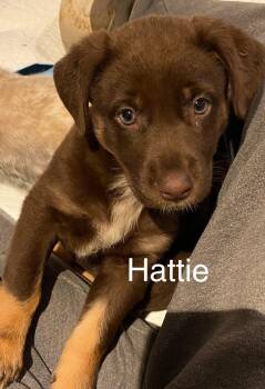 Australian Shepherd Dogs Available for Adoption in Newport, Kentucky - Hattie | PetCurious