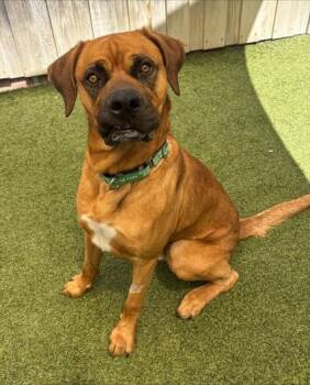 Vortex -  Mixed Breed Dog for Adoption in Eugene, Oregon - Vortex | PetCurious