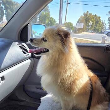 Plucky -  Pomeranian and Mixed Breed Dog for Adoption in San Pablo, California - Plucky | PetCurious